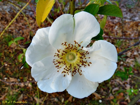 {Rosa laevigata}